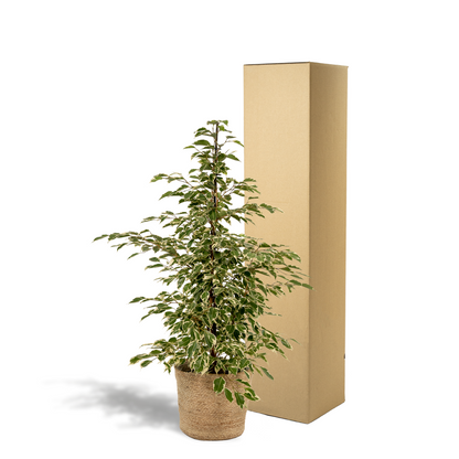 Ficus Benjamina Twilight - Ø21cm - ↕95cm + Korb Selin - Pflanzfix24