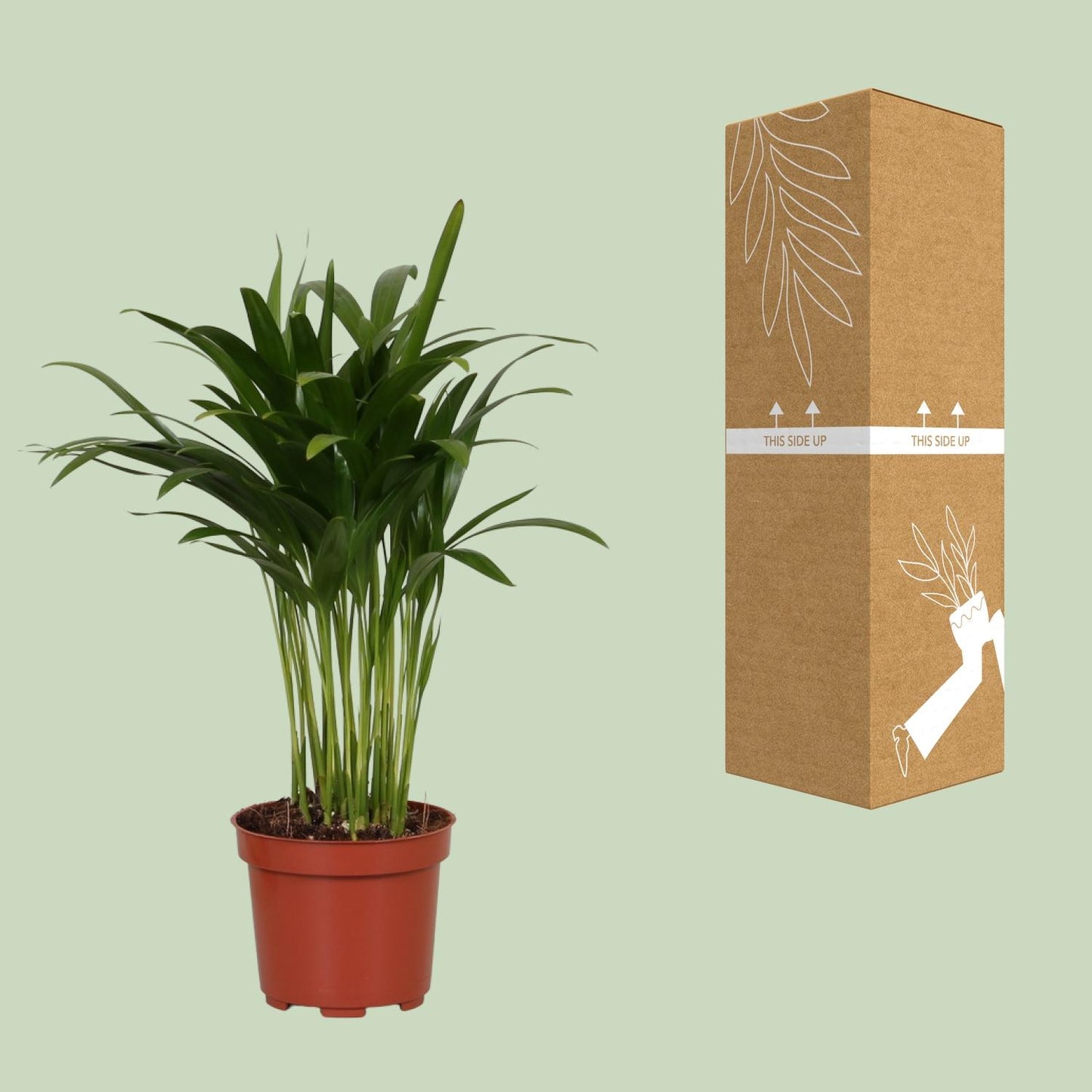 Areca Catechu - Ø12cm - ↕35cm - Pflanzfix24