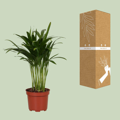 Areca Catechu - Ø12cm - ↕35cm - Pflanzfix24