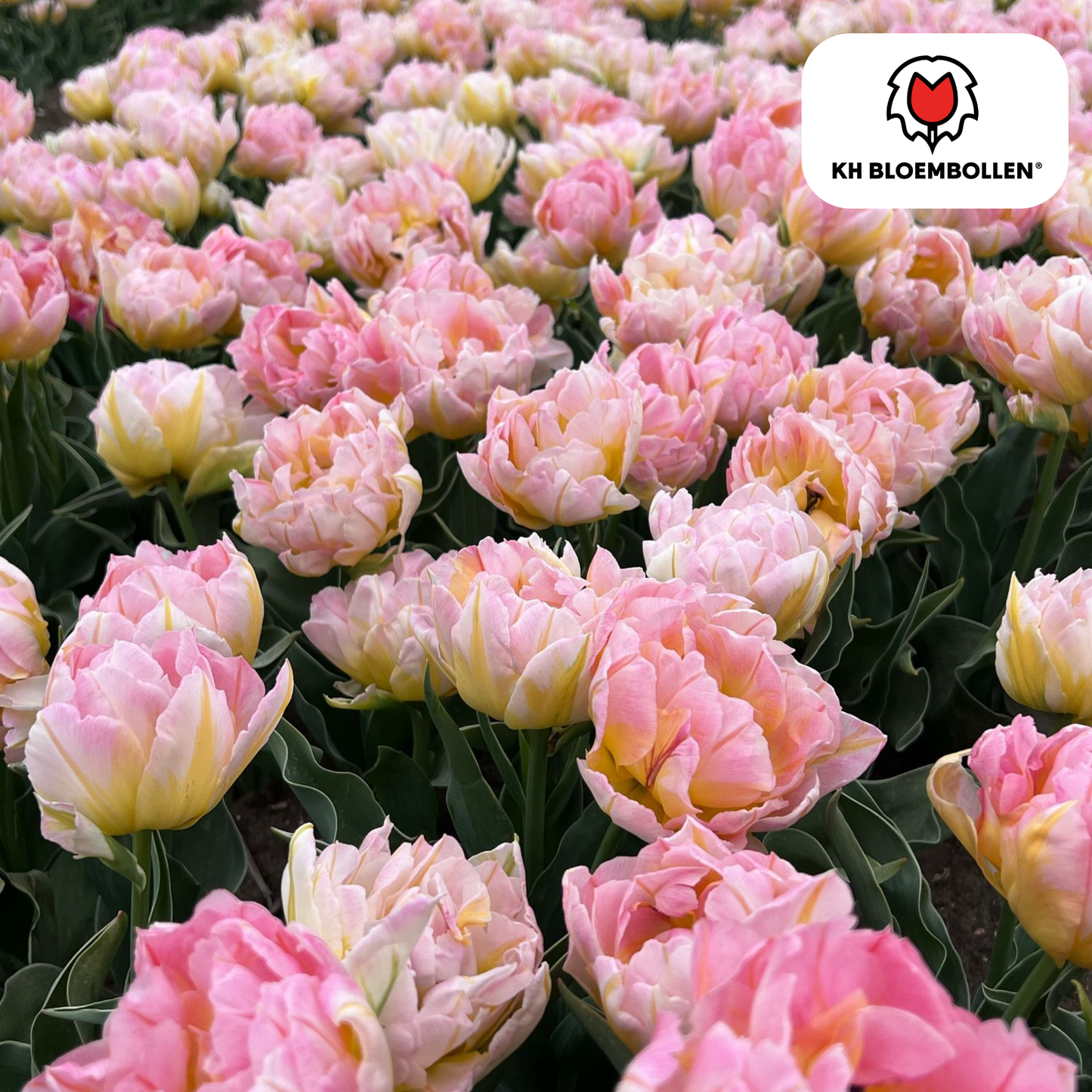 Tulpenbollen Password – 20 Stuks | KH Bloembollen® | Roze Dubbelbloemige Tulp - Pflanzfix24