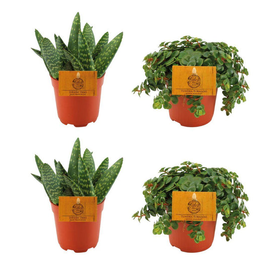 Aloe & Sedum Set (4 Stück) Ø10,5cm | Pflanzfix24