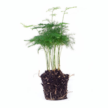Asparagus Setaceuse Plumosus – Sierasperge - Terrarium plant - Potmaat 6 - Pflanzfix24.de - Pflanzfix24.de