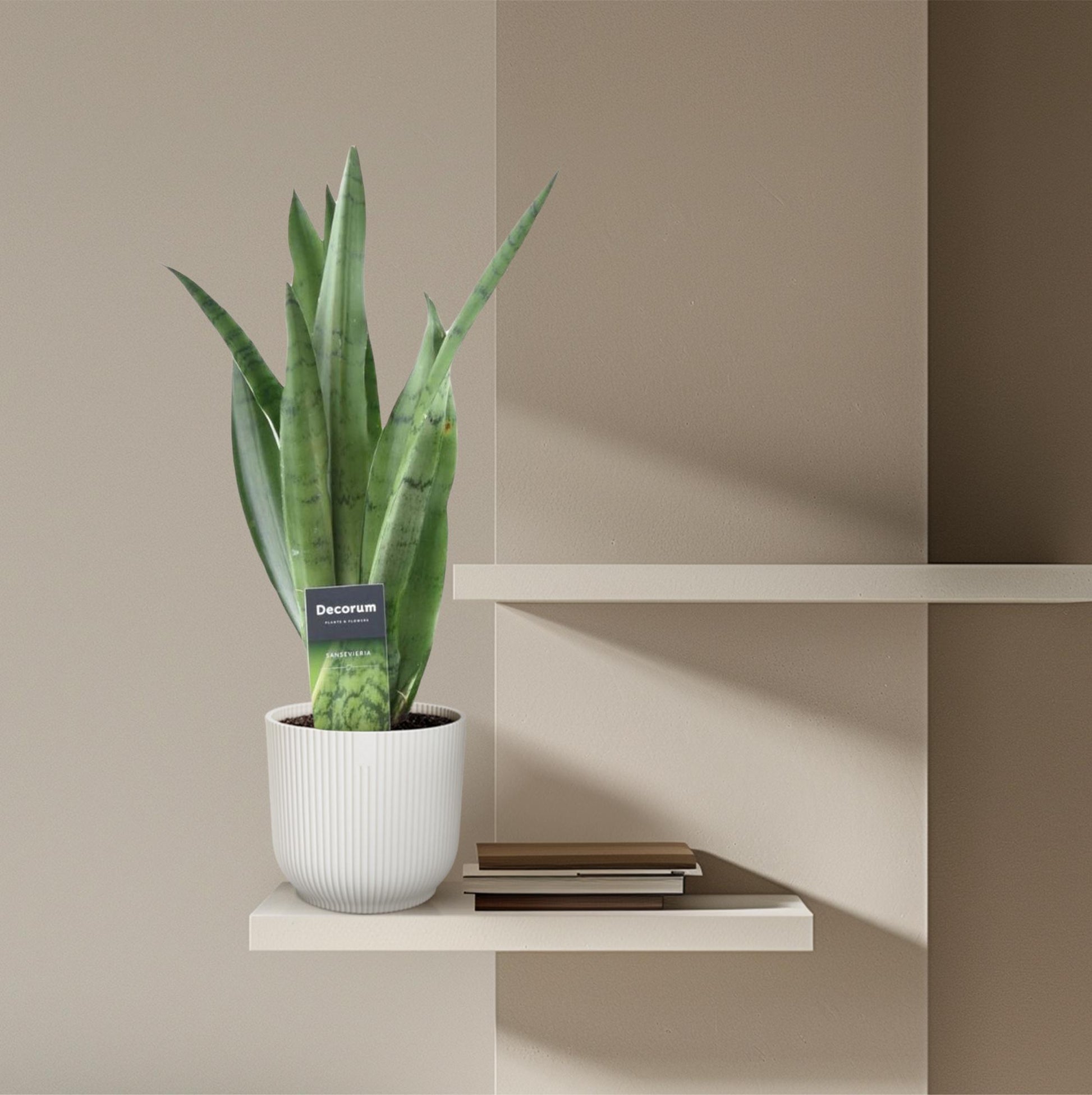 Sansevieria Spearmint Ø12cm 45cm | Pflanzfix24.de - Pflanzfix24.de