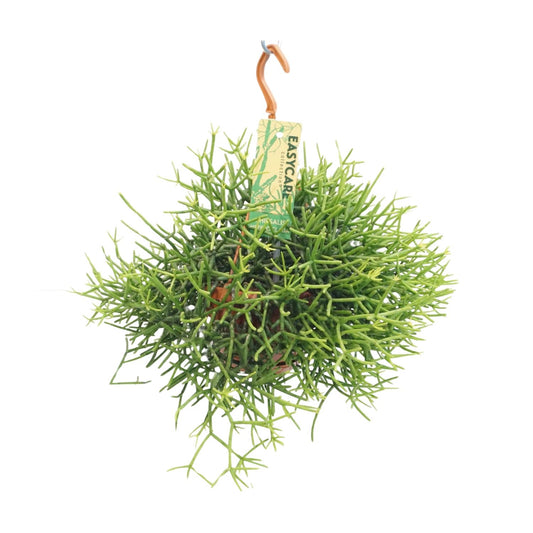 Rhipsalis Heteroclada - Ø14 ↕25 - Pflanzfix24