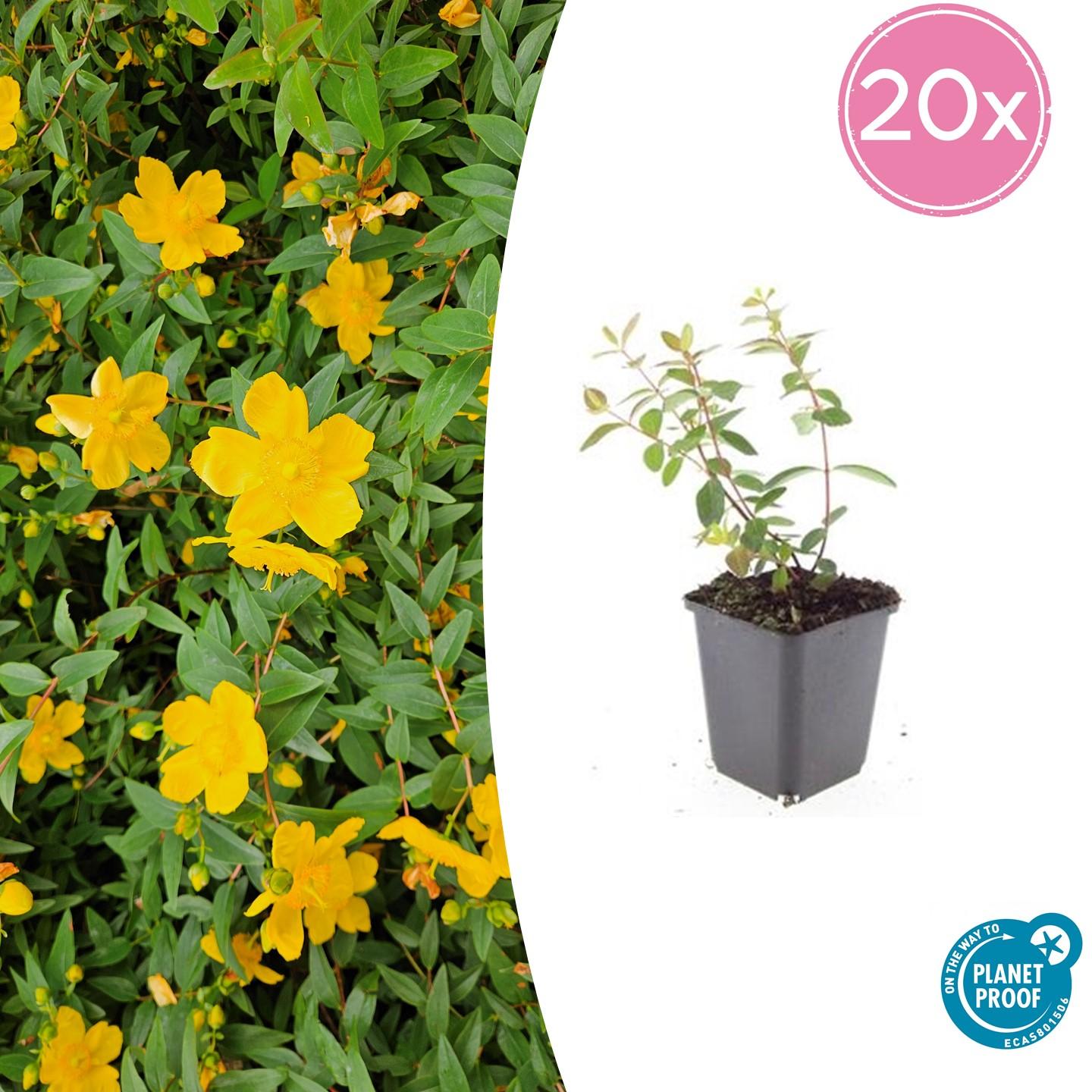20x Hypericum dummeri 'Peter Dummer' von Pflanzfix24.de - ↕10-25cm - Ø9cm - Pflanzfix24.de