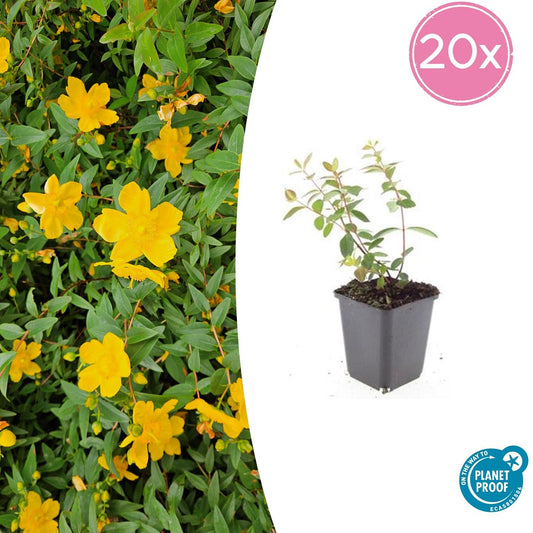 20x Hypericum dummeri 'Peter Dummer' von Pflanzfix24.de - ↕10-25cm - Ø9cm - Pflanzfix24.de