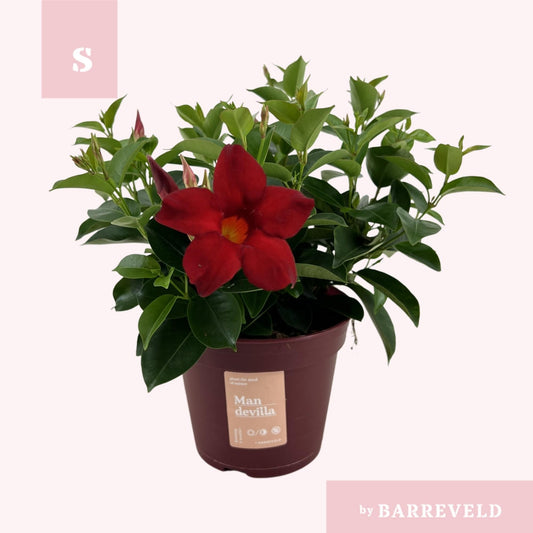 Mandevilla 'Zomerville' Rot Ø14cm ↕30cm – Kletterpflanze | Pflanzfix24