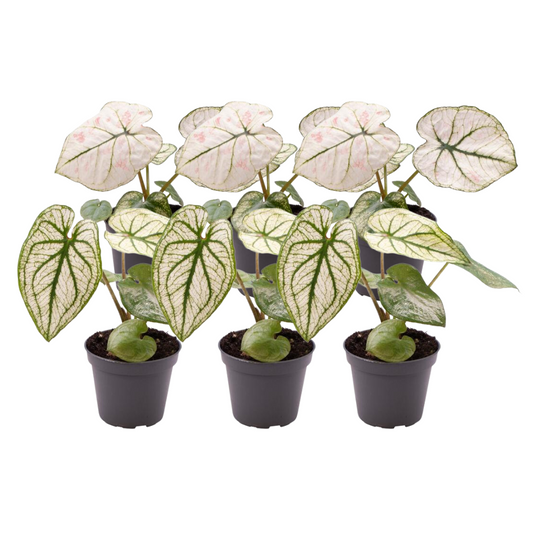6x Caladium Mix - Pflanzfix24