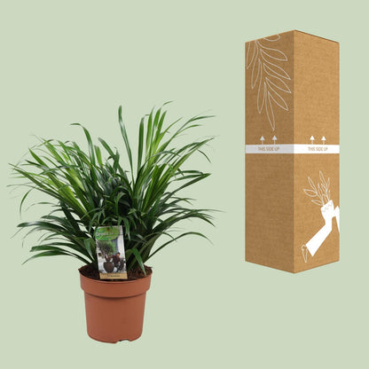Dracaena Anita - Ø17cm - ↕45cm - Pflanzfix24