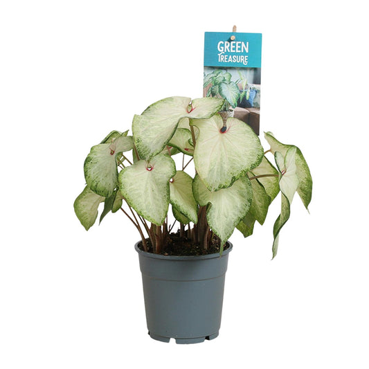 Caladium White Delight - Ø12cm - ↕25cm - Pflanzfix24