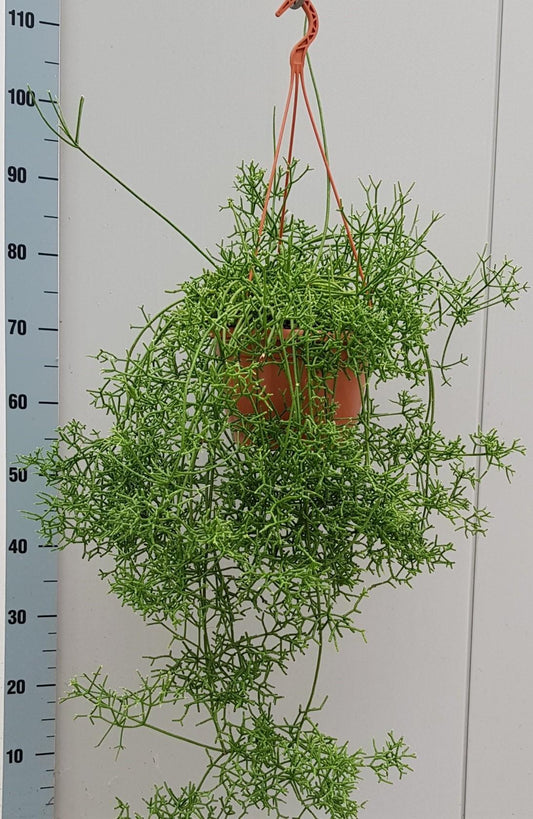 Rhipsalis Cereuscula - Ø20cm - ↕40cm bei Pflanzfix24