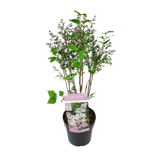 Syringa pat. 'Violet Uprising' - Ø19cm- ↕35cm - Pflanzfix24