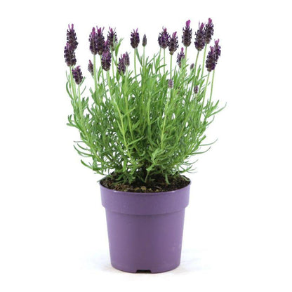 Lavandula stoechas Anouk® - Set van 6 kuiflavendel - Pflanzfix24.de - Pflanzfix24.de