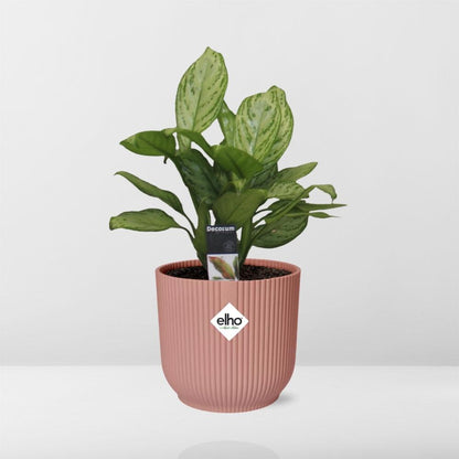 Aglaonema Christina in ELHO Vibes Fold 14cm roze - Pflanzfix24