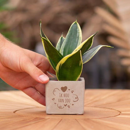 Congreet plantpots + Sansevieria | Ik hou van jou - Pflanzfix24.de - Pflanzfix24.de
