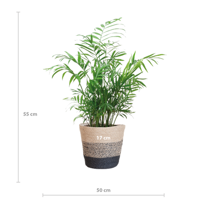 Chamaedorea Elegans mit Mand Lissabon Schwarz - 55cm - Ø17 - Pflanzfix24