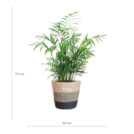Chamaedorea Elegans mit Mand Lissabon Schwarz - 55cm - Ø17 - Pflanzfix24