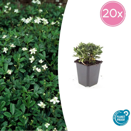 20x Potentilla tridentata 'Nuuk' – winterharter Bodendecker | Pflanzfix24