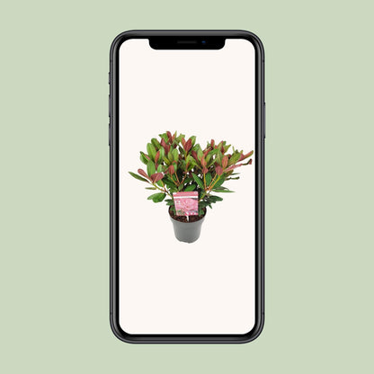 Rhododendron 'Wine & Roses' - Ø19 ↕45 von Pflanzfix24