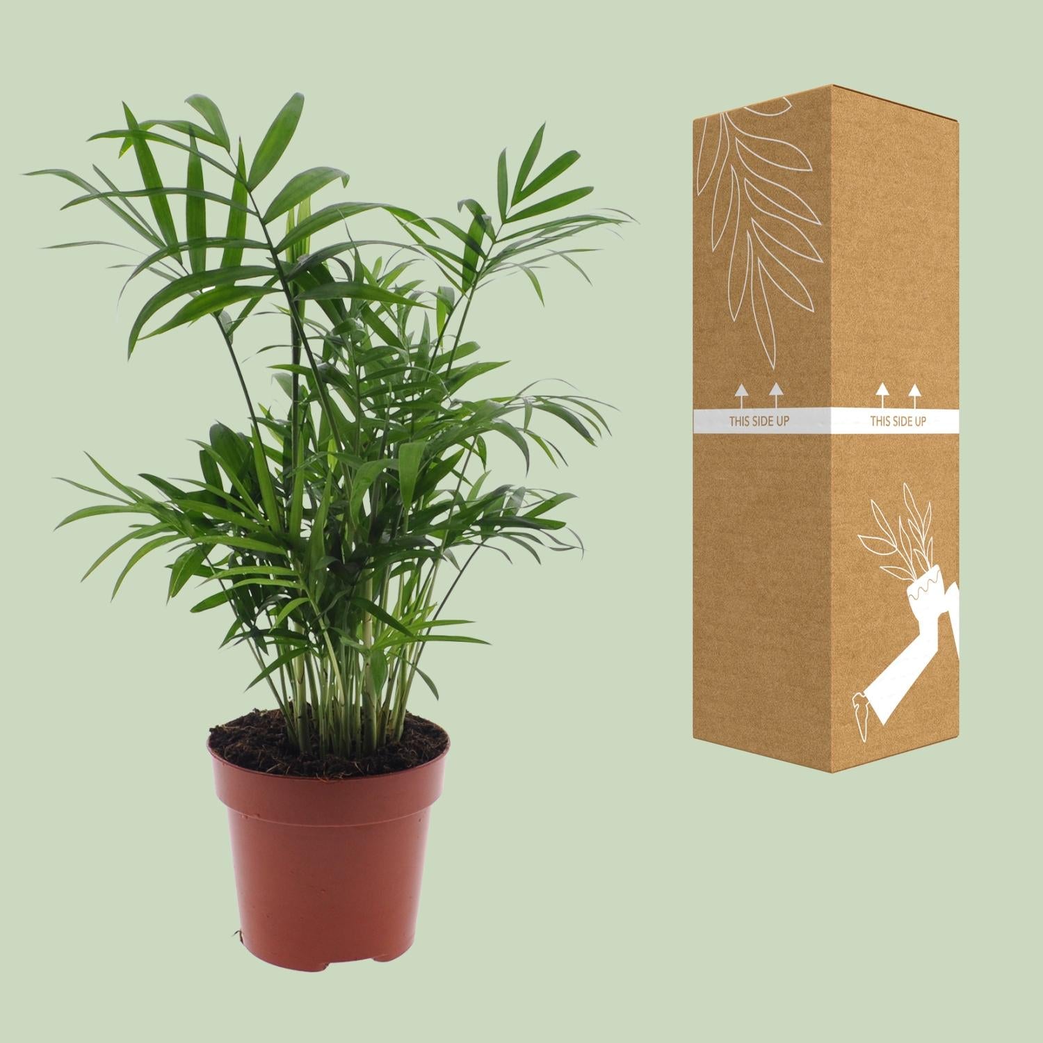 Chamaedorea Elegans - Mexikanische Bergpalme - Ø17cm - Pflanzfix24.de - Pflanzfix24.de