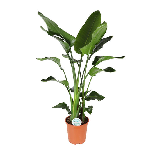 Strelitzia Nicolai - Ø27cm - ↕140cm von Pflanzfix24