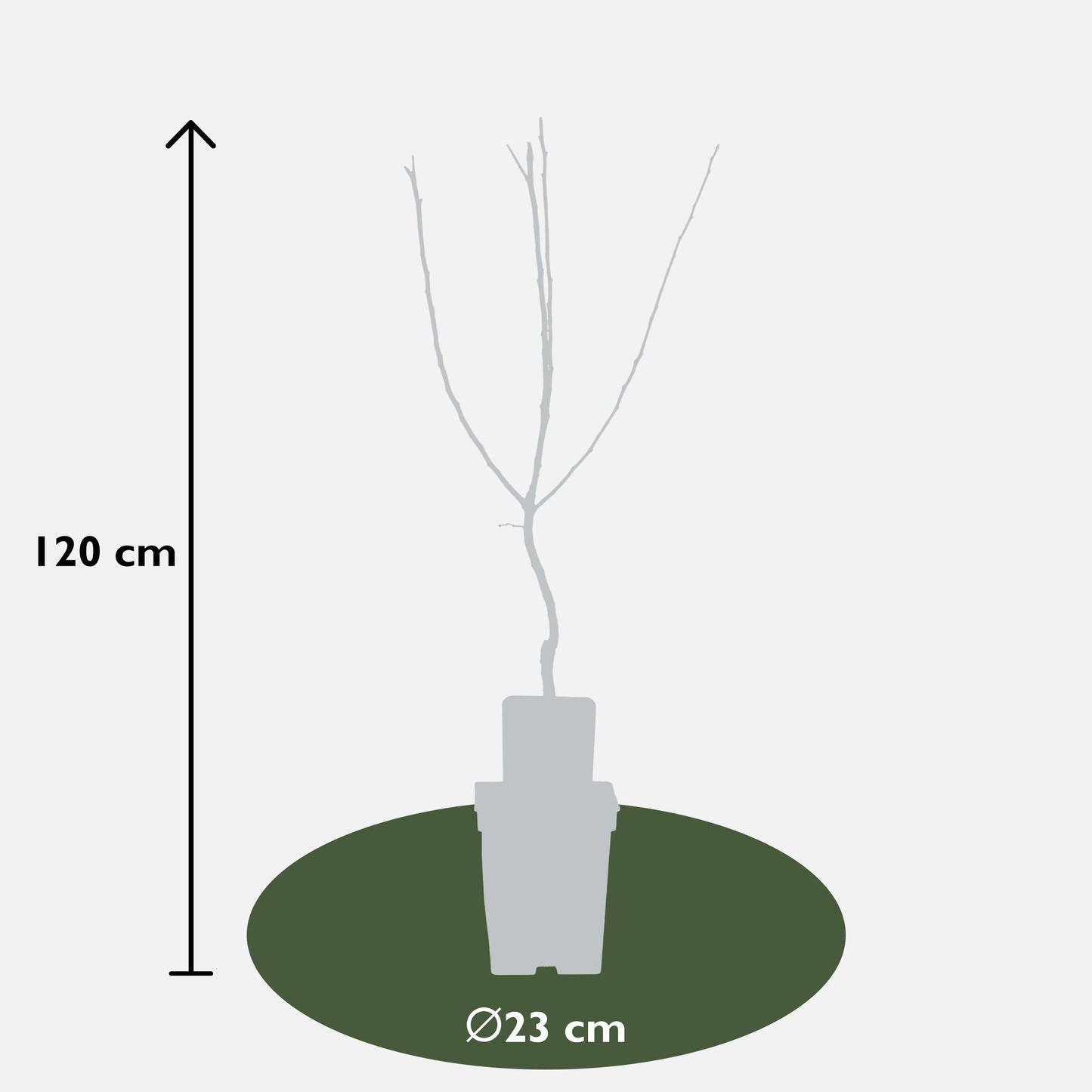 Mespilus Germanica 'Westerfield' - Ø23cm - ↕120cm - Pflanzfix24