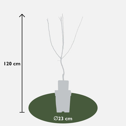 Mespilus Germanica 'Westerfield' - Ø23cm - ↕120cm - Pflanzfix24