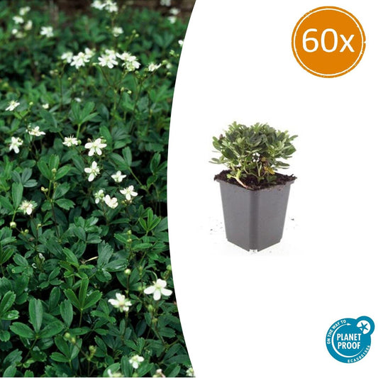 60x Potentilla tridentata 'Nuuk' - ↕10-25cm - Ø9cm - Pflanzfix24.de - Pflanzfix24.de