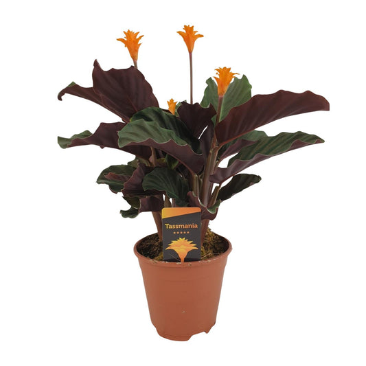 Calathea Crocata - Ø14cm - ↕40cm bei Pflanzfix24.de - Pflanzfix24.de