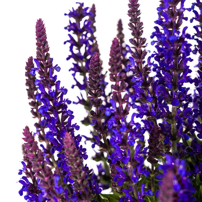 Salvia nemorosa Rianne Ø19cm - Pflanzfix24
