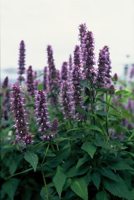 24x Agastache 'Blue Fortune' - Pflanzfix24