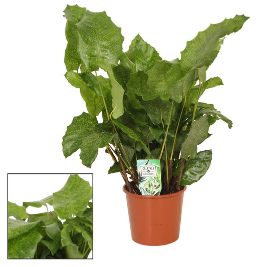 Calathea Network - Ø17 ↕55 - Pflanzfix24
