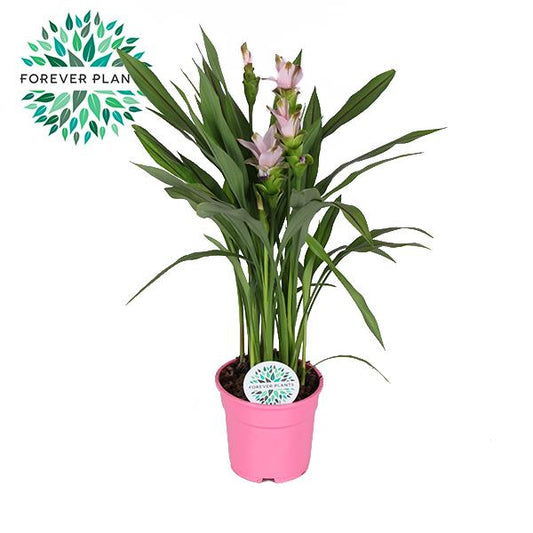Curcuma Siam Sweet - Pflanzfix24