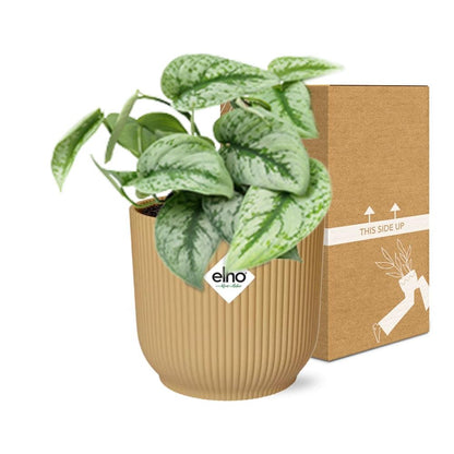Scindapsus Pictus Trebie 14 cm ELHO Vibes Gelb | Pflanzfix24