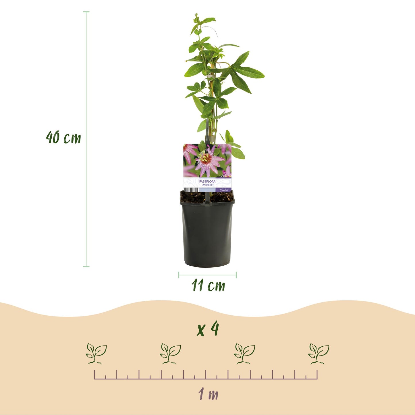 Pflanzfix24.de - Passionsblume - Passiflora Anastasia - Blume Rosa - Wenig Pflege - 2 Pflanzen - Topf 11cm Höhe 40cm - Pflanzfix24.de