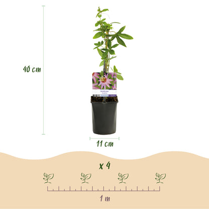 Pflanzfix24.de - Passionsblume - Passiflora Anastasia - Blume Rosa - Wenig Pflege - 2 Pflanzen - Topf 11cm Höhe 40cm - Pflanzfix24.de