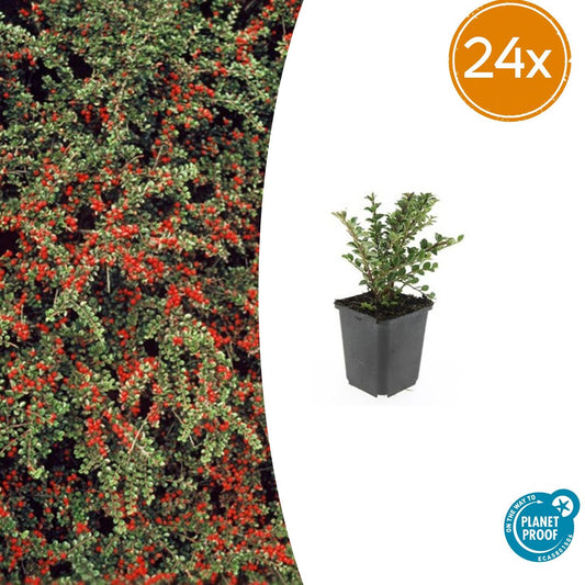 24x Cotoneaster horizontalis - ↕10-25cm - Ø9cm - Pflanzfix24