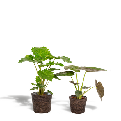 Alocasia Wentii & Portodora Set mit Korb - Pflanzfix24