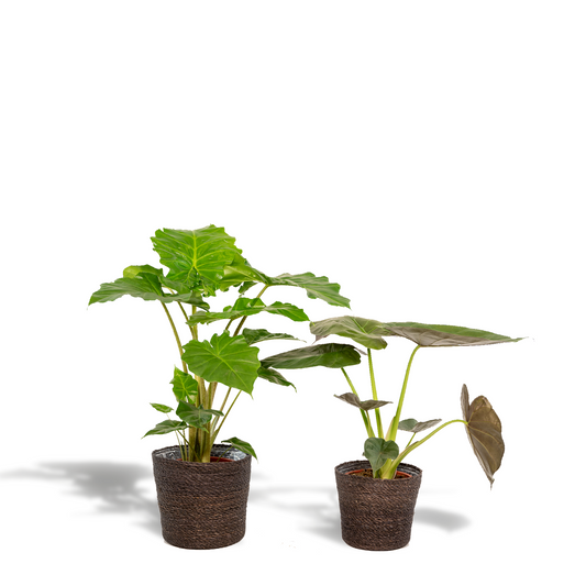 Alocasia Wentii & Portodora Set mit Korb - Pflanzfix24
