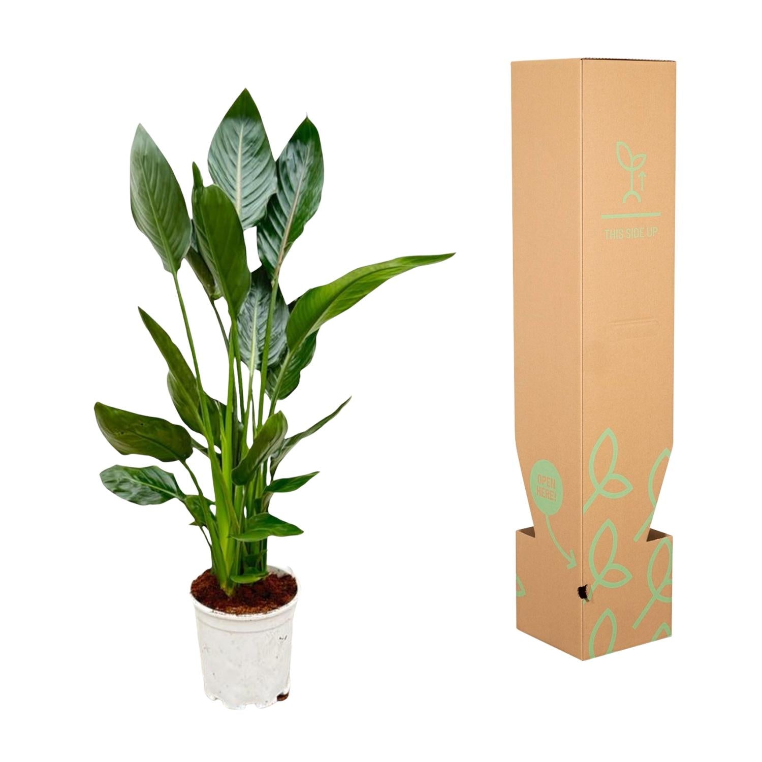Strelitzia Reginae Paradiesvogelblume 100 cm – Pflanzfix24.de - Pflanzfix24.de