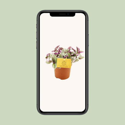 Tradescantia Sweetness – Schönpflanze (Dreimasterblume) | Pflanzfix24.de - Pflanzfix24.de