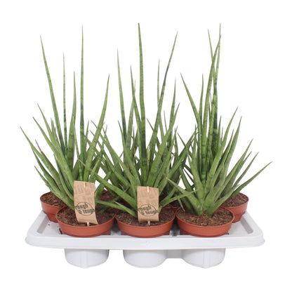 Sansevieria Gracilis Grey - Ø14cm - ↕55cm bei Pflanzfix24