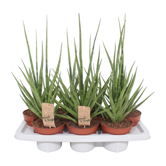 Sansevieria Gracilis Grey - Ø14cm - ↕55cm bei Pflanzfix24