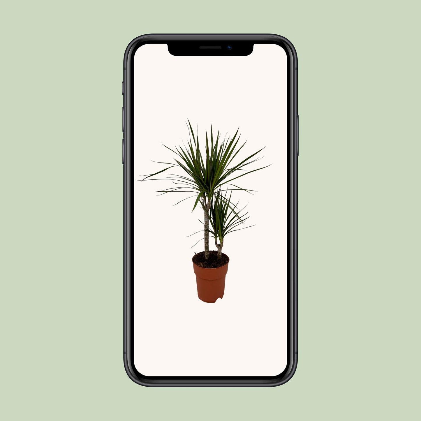 Dracaena Marginata Bicolor - Ø19cm - ↕70cm - Pflanzfix24