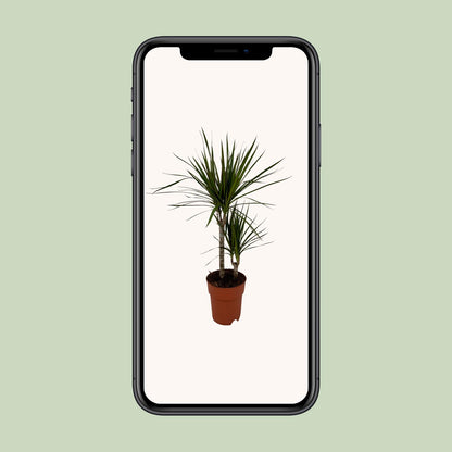 Dracaena Marginata Bicolor - Ø19cm - ↕70cm - Pflanzfix24