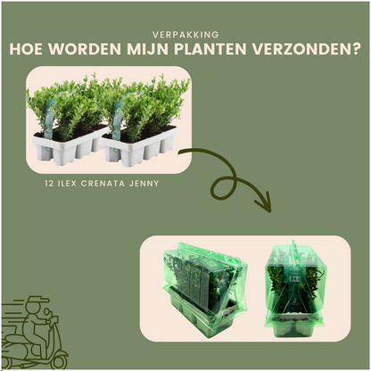 12x Ilex crenata 'Jenny' - 12 x Ø7 cm - ↕15 cm - 6er Set - Pflanzfix24