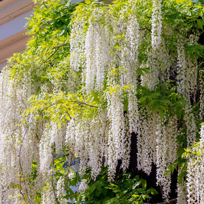 Pflanzfix24.de - Blauregen - Wisteria floribunda Alba - Blüte Weiß - 1 Pflanze - Topf 11cm Höhe 40cm - Pflanzfix24.de