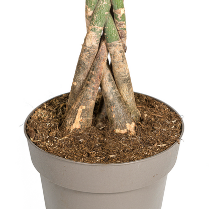 Pachira Aquatica Ø27cm - ↕130 - 150cm bei Pflanzfix24