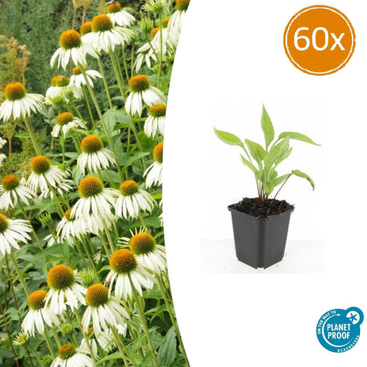 60x Echinacea p. 'White Swan' - ↕10-25cm - Ø9cm - Pflanzfix24