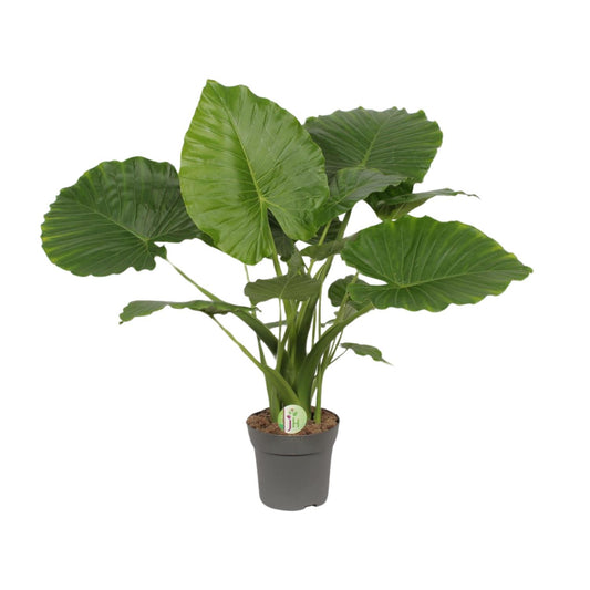 Alocasia Gageana California - Ø21cm - ↕80cm - Pflanzfix24.de - Pflanzfix24.de